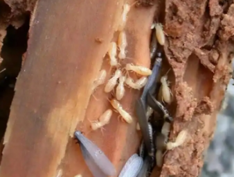 德阳市白蚁防治公司分享雨季白蚁飞蚁集中入户，应急处理与长效防虫方案